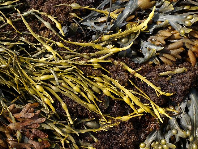 brown_seaweed_knotted_egg_wrack_ascophyllum_nodosum_27-06-10.Roth